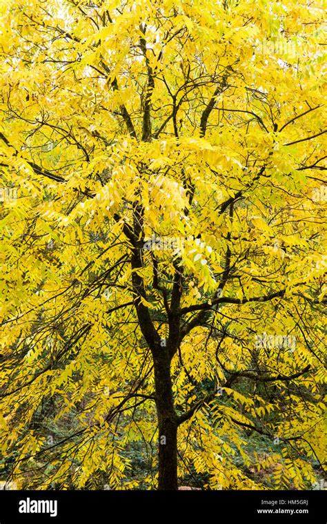 Walnut tree in autumn hi-res stock photography and images - Alamy