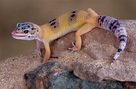 How To Care For a Leopard Gecko