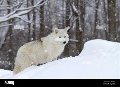 Arctic wolf hunting hi-res stock photography and images - Alamy