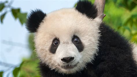 It Turns Out An Extinct Species Of Giant Panda Had A Wildly Unexpected ...