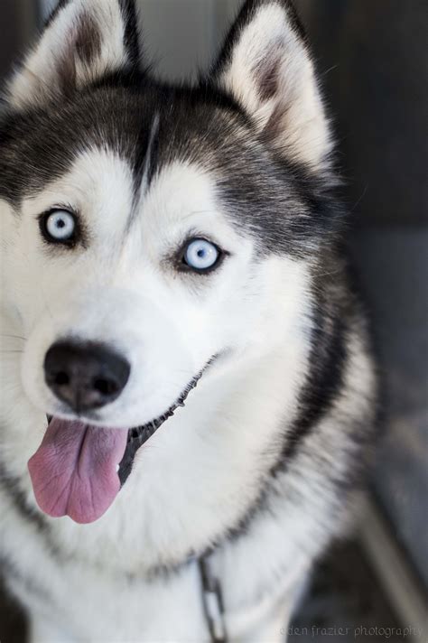 Siberian Husky by Eden Frazier Photography | Husky dogs, Husky eyes ...