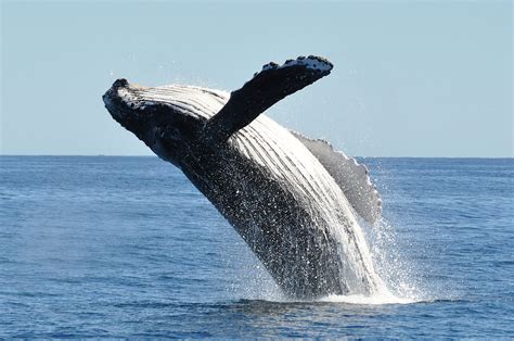 Whale Watching in Victoria – Royal Scot Hotel & Suites