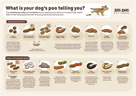 What's your dog’s poo telling you? - Guides | Big Dog Pet Foods