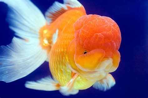 Lionhead Goldfish ~ Best Fish Guide