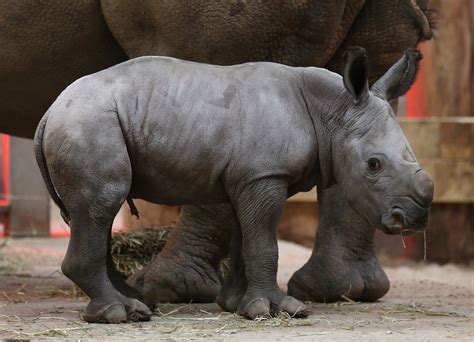 14 Insanely Heartwarming Pictures Of Newborn Baby Rhino Bruce | HuffPost UK