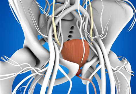 Neuropathic or Neurogenic Bladder - Dr. Heidi Stephany