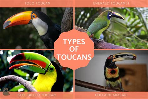 Types of Toucans - Different Toucan Species With Photos