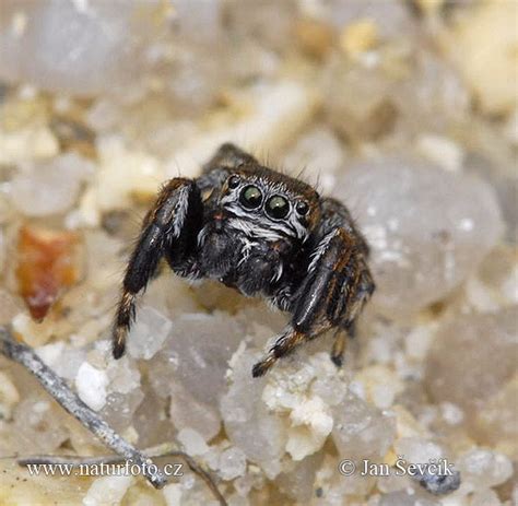 Salticidae Pictures, Jumping Spider Images, Nature Wildlife Photos ...