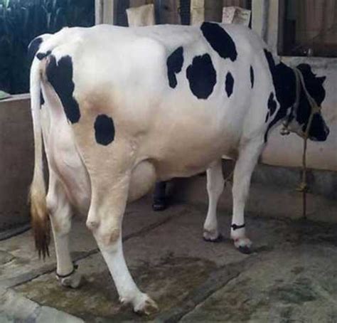 High Breed Pure Hf Cow at 30000.00 INR in Karnal | Nirnkari Dairy