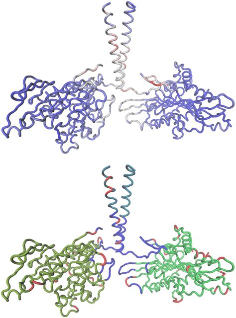 Distribution of deformation energies in the kinesin structure (upper ...