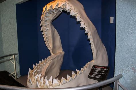 What caused the megalodon extinction?