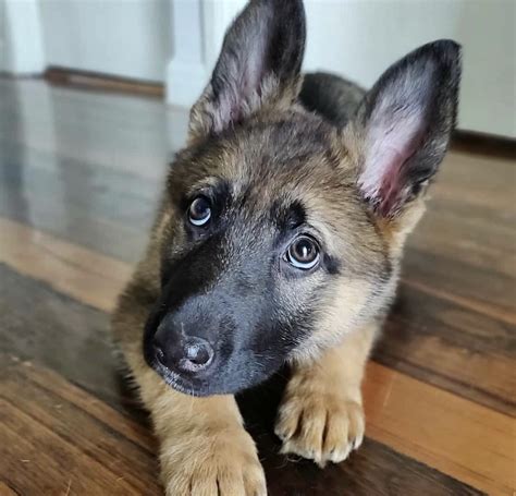 German Shepherd Puppies For Sale | Visalia, CA #328255