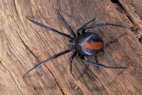 10 interesting insects and bugs found around Australia - InquiBox