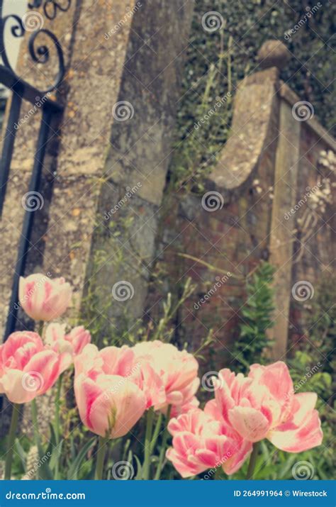 Pink Tulips Growing in a Walled Garden at Hidcote Gardens Stock Photo ...