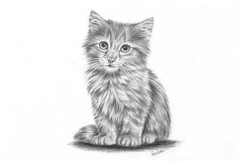 cat drawing easy realistic | Fast-Paced Blawker Photo Exhibition