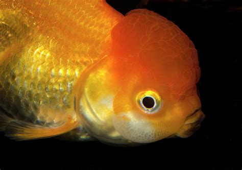 Lionhead Goldfish Photograph by Nigel Downer - Fine Art America