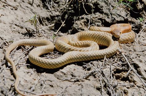 Coachwhip Snake | Amphibians, Turtles & Reptiles of Nebraska | Nebraska