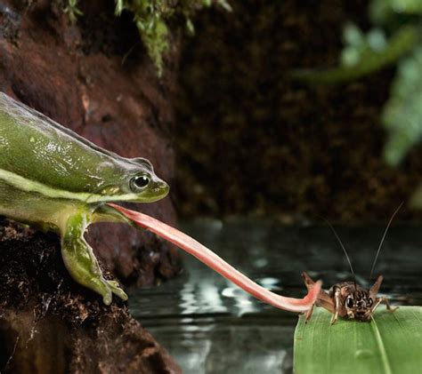 Scientists reveal how a frog's tongue snags its prey