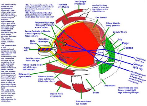 Structure And Function Of The Human Eye - Riset