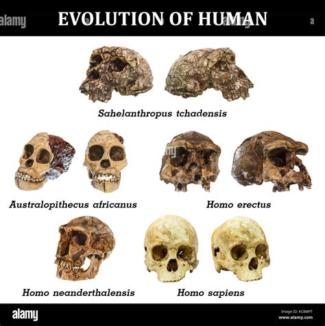 Évolution du crâne humain ( sahelanthropus tchadensis ...