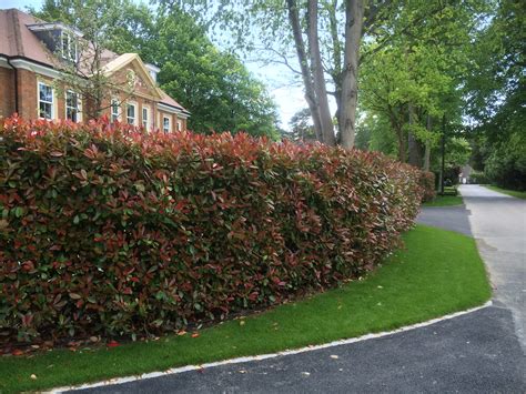 Photinia Instant Hedge just planted - Practicality Brown