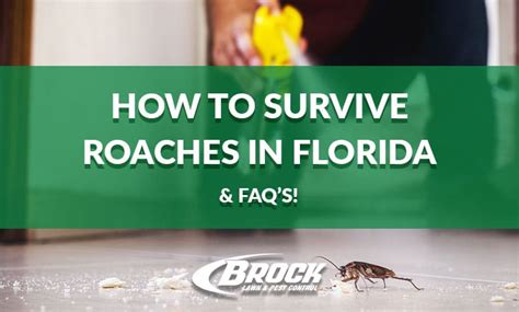 How to Survive Roaches in Florida (& FAQ’s!) – Brock Pest Control