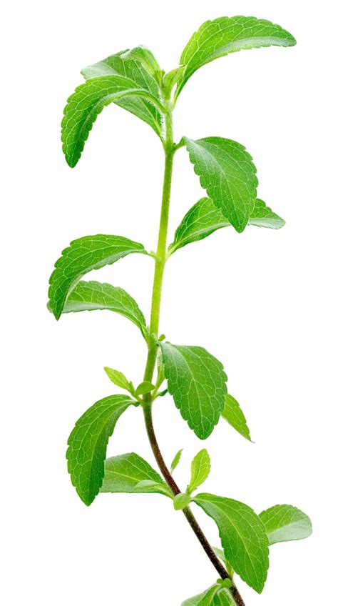 Stevia | A Beginner’s Guide (UPDATE: 2018) | 20 Things You Need to Know