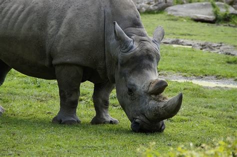 Free photo: Rhino, Close, Horn, Horns, Head - Free Image on Pixabay ...