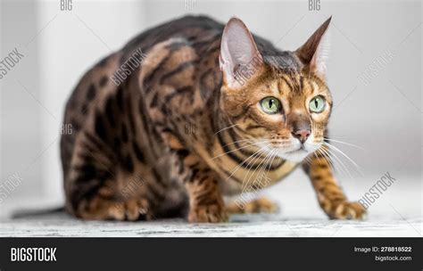 Bengal Cat Crouching Image & Photo (Free Trial) | Bigstock