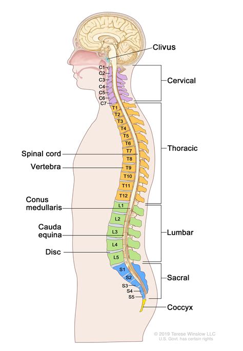 Why doesn't the spinal cord run through the entire vertebral column ...