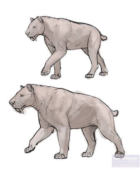 Smilodon fatalis (top) and Smilodon populator (bottom). The two species ...