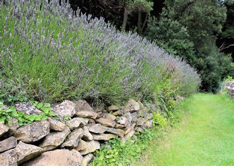 Lavender Growing Between Box Hedges In Formal Garden Stock, 42% OFF