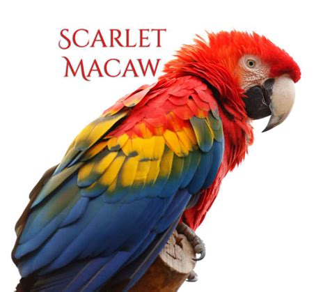 A Guide to Owning a Scarlet Macaw - PetHelpful