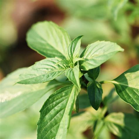 10 Basil Varieties to Grow in Your Garden