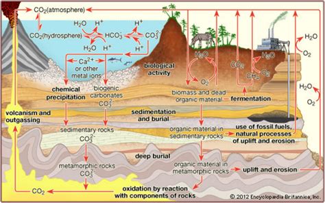 Carbon Cycle, Oxygen Cycle and Phosphorus Cycle: Biogeochemical cycles