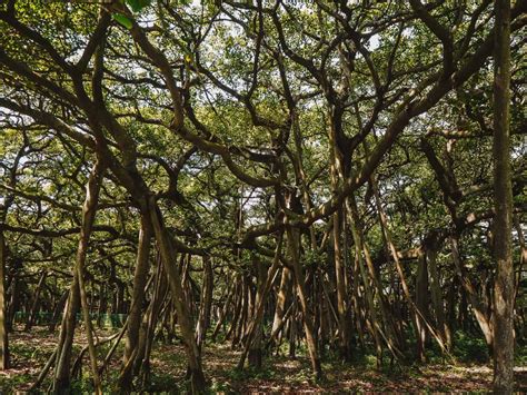 How To Visit The Great Banyan Tree In Kolkata Botanical Gardens!