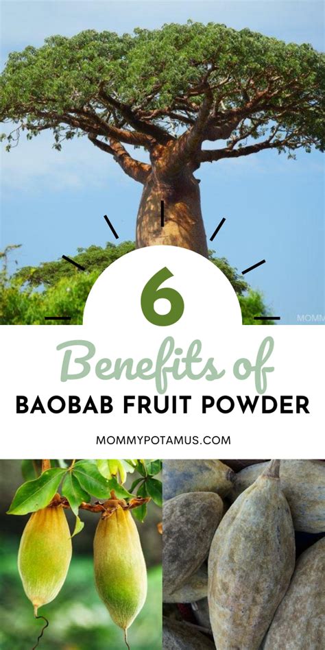 6 Benefits of Baobab Fruit Powder & How To Use It