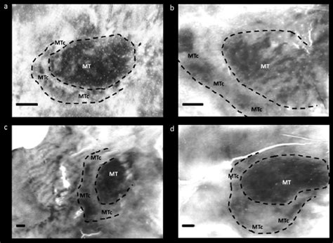 Cytochrome oxidase (CO) staining of area MT and MTc in various primate ...