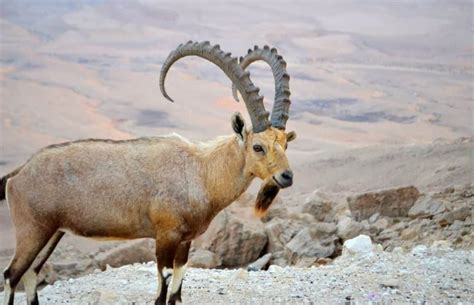 The Desert Animals of Israel - Wildlife Habitats of the Holy Land