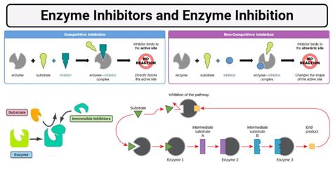 Enzyme Inhibitors- Competitive, Noncompetitive, End-product inhibition