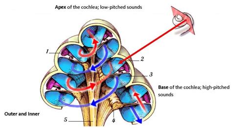 Cochlea Anatomy Britannicacom