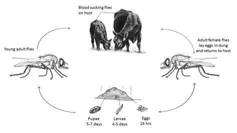 What flies can you control? – AC Backrubs