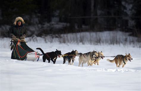 Mushers harness sled dogs’ instinctive love of racing | Daily Inter Lake