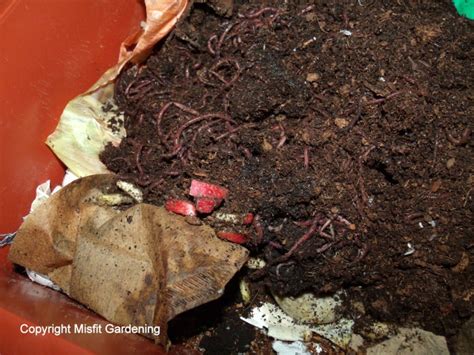 Dog Poop Composting With Worms - Misfit Gardening