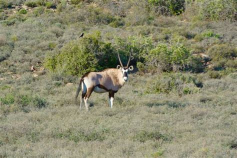 Karoo National Park | National Parks Guy