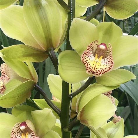 Light Green Cymbidium Orchids, mini - Florabundance Wholesale Flowers