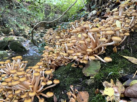 Armillaria mellea: The Ultimate Mushroom Guide + 4 Recipes