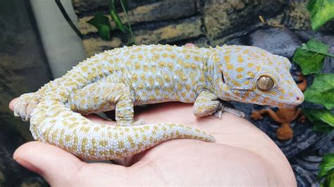 Tokay Gecko Morphs: Your Guide For 2024 | Pet Engineers