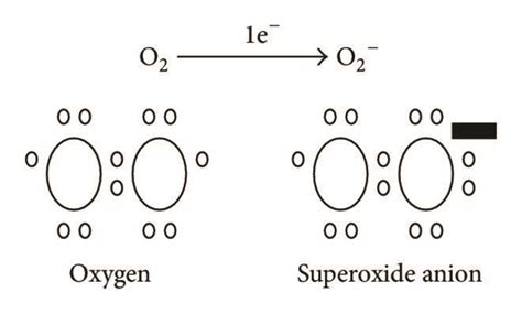 Formation of superoxide anion. The two molecules of oxygen, which are ...