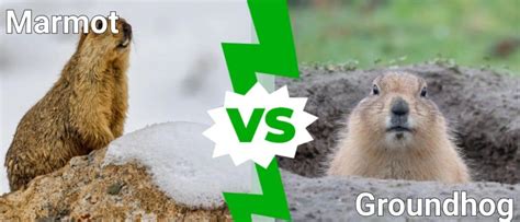 Marmot Vs Groundhog: 6 Differences Explained - A-Z Animals